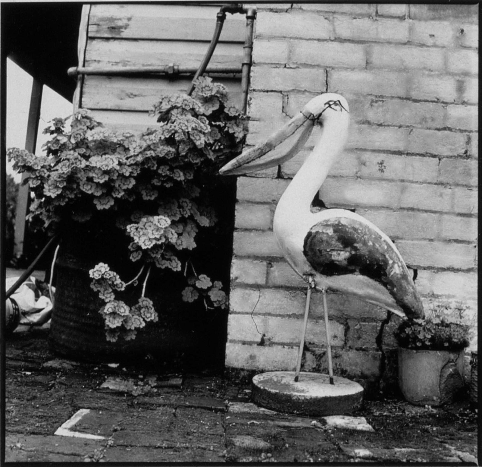 Pelican - Siver Gelatin FB Print - 205 x 205mm